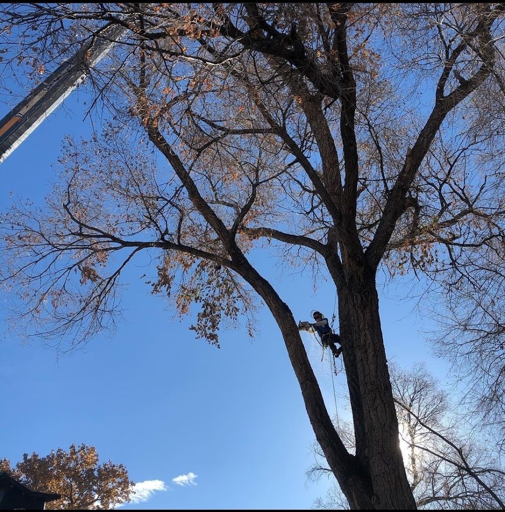 Tree removal