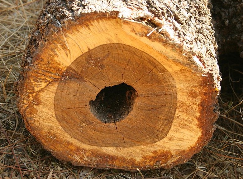 example of heart rot in a tree
