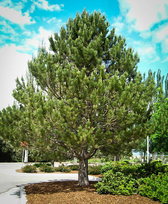 healthy austrian pine tree in new mexico