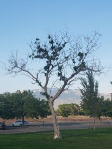 dying tree in new mexico bullhead park