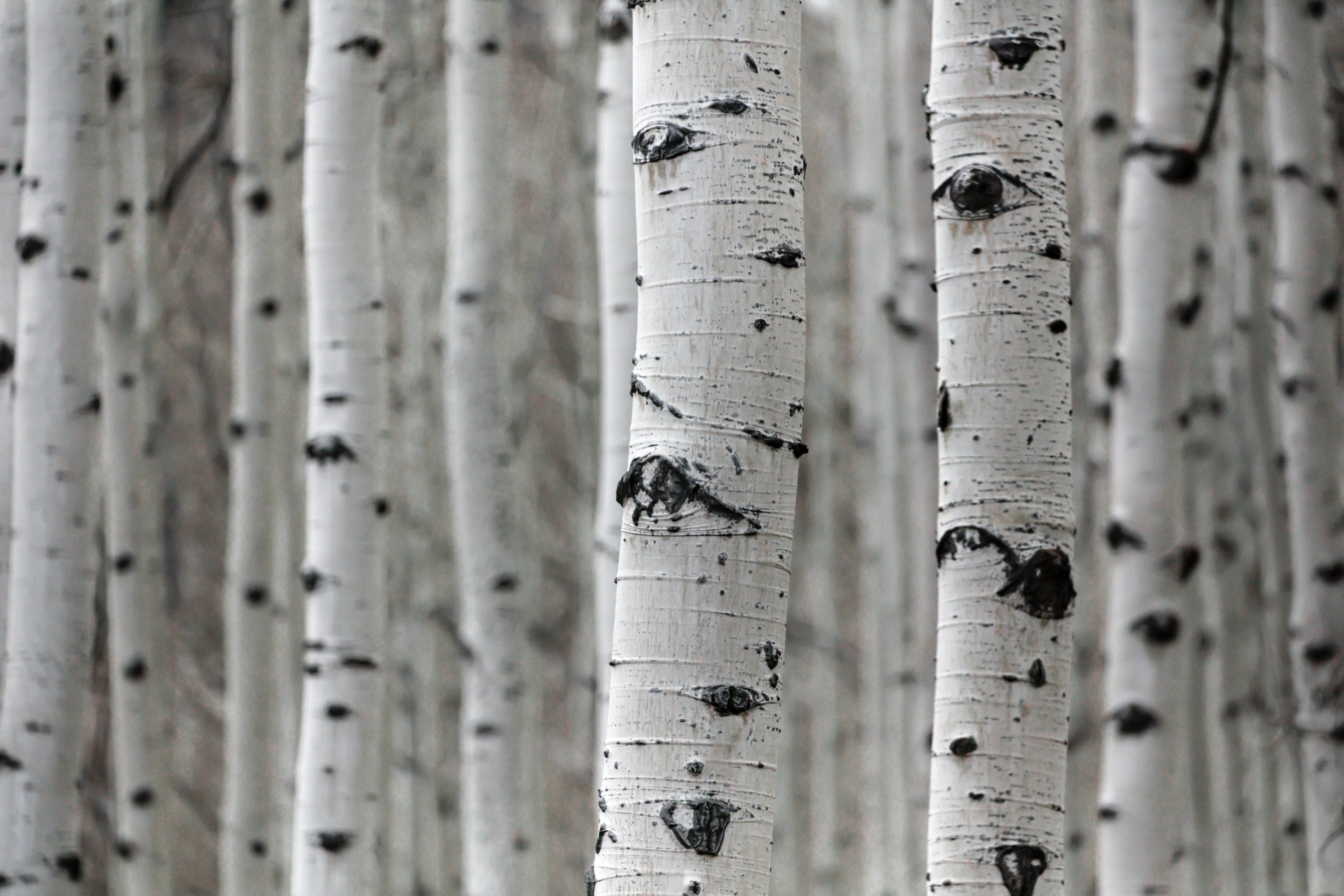 a cluster of aspen trees with no visible leaves