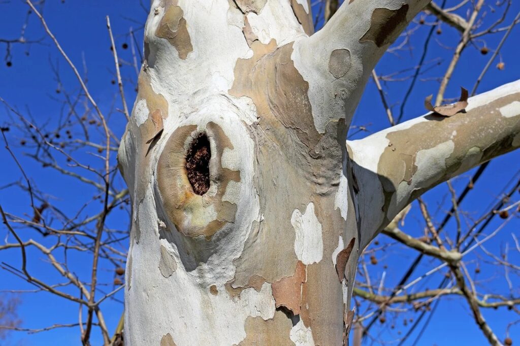 a sycamore tree with no leaves