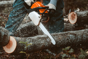 cutting tree with chainsaw