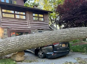 downed hazardous tree on car