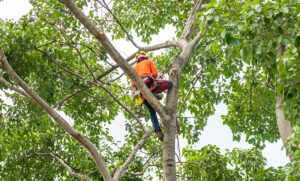 tree pruning