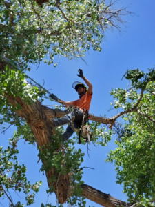 tree trimming