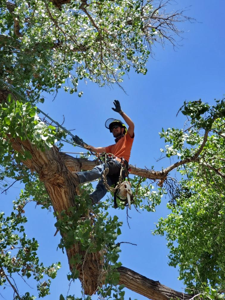 tree trimming