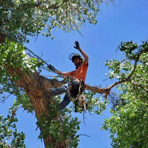 Tree Pruning and Tree Trimming